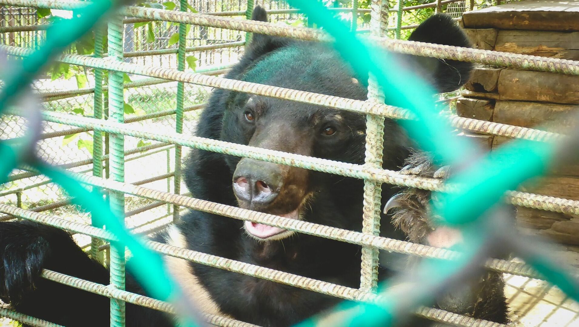 В Тюменском зоопарке медведь напал на работника
