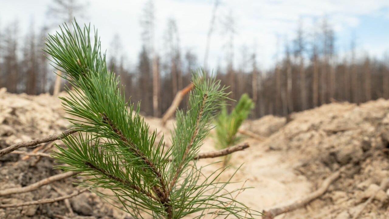 В Тюменской области в 2023 году восстановят 8400 гектаров лесов