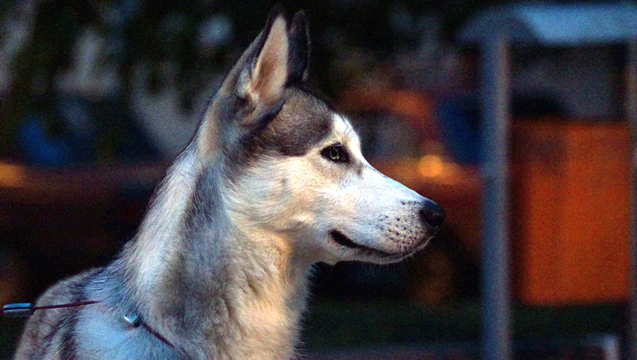 В Тюмени собака дачника нашла тело пропавшего пенсионера