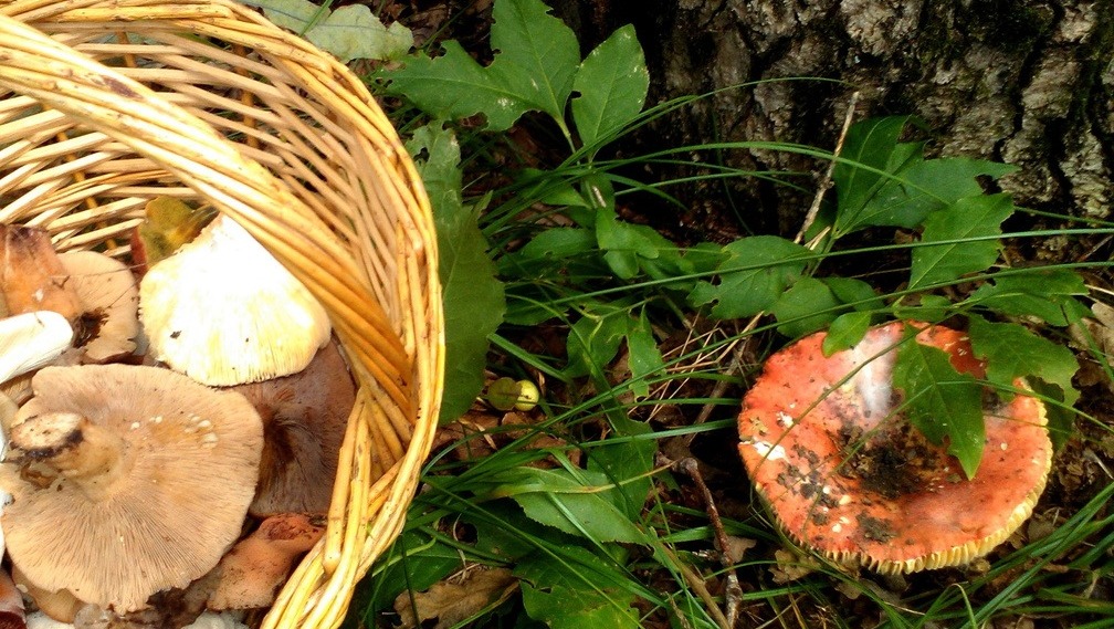 В корзину могут угодить ядовитые грибы, которые маскируются под съедобные