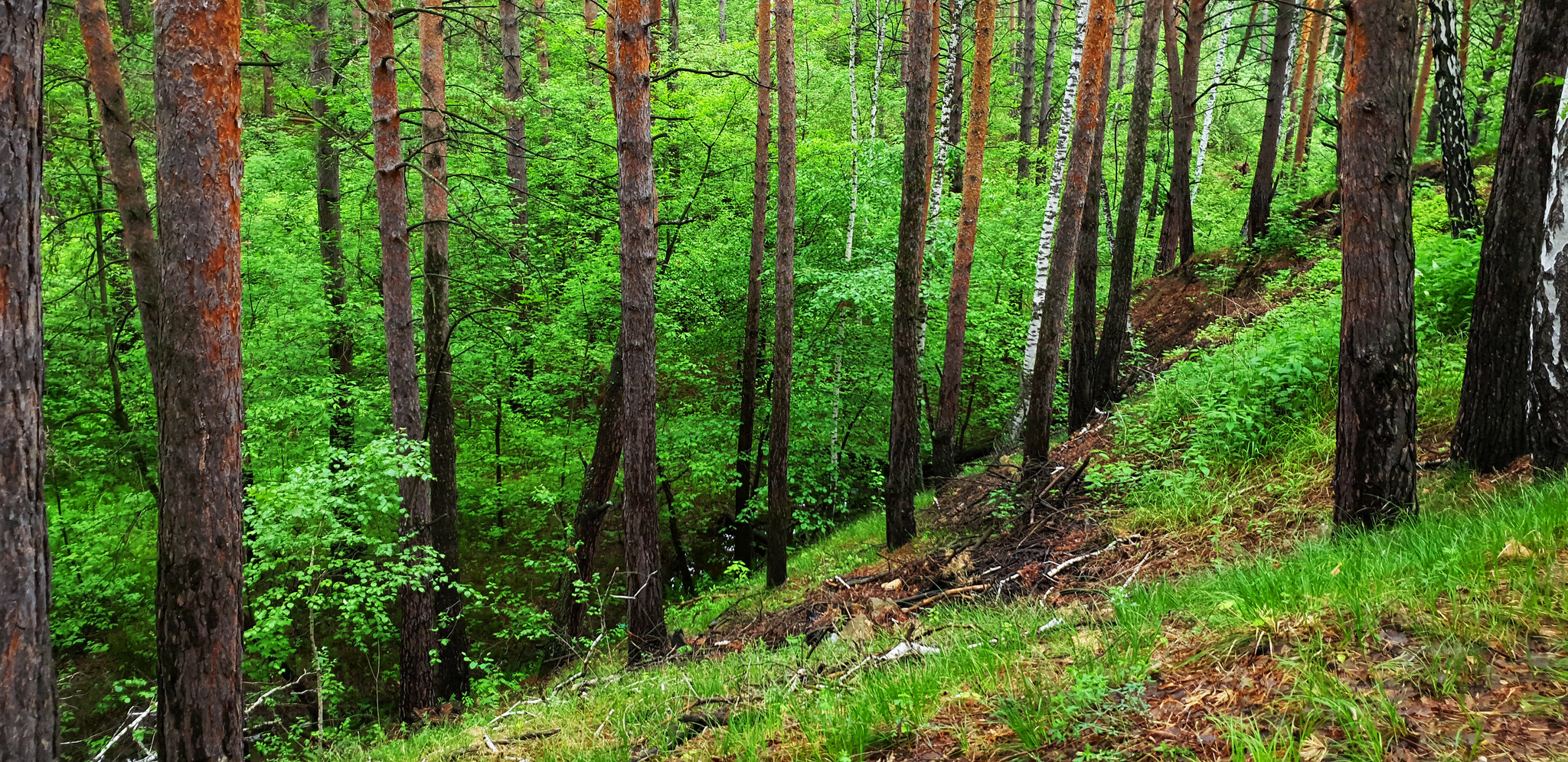 Развитие лесного комплекса в Тюменской области обойдется в 7,8 млрд рублей 