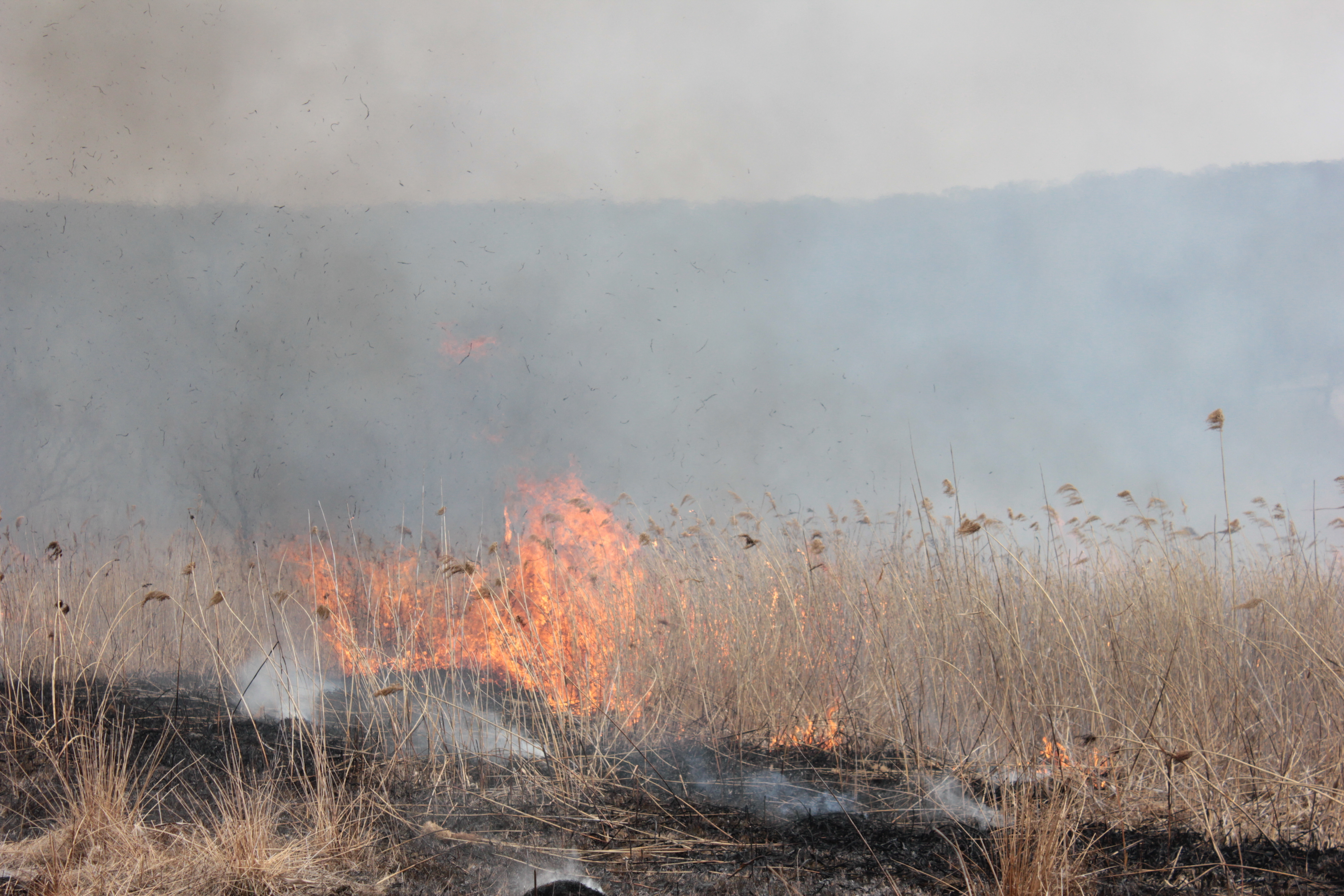 В лесах Тюменской области отменен пожароопасный сезон