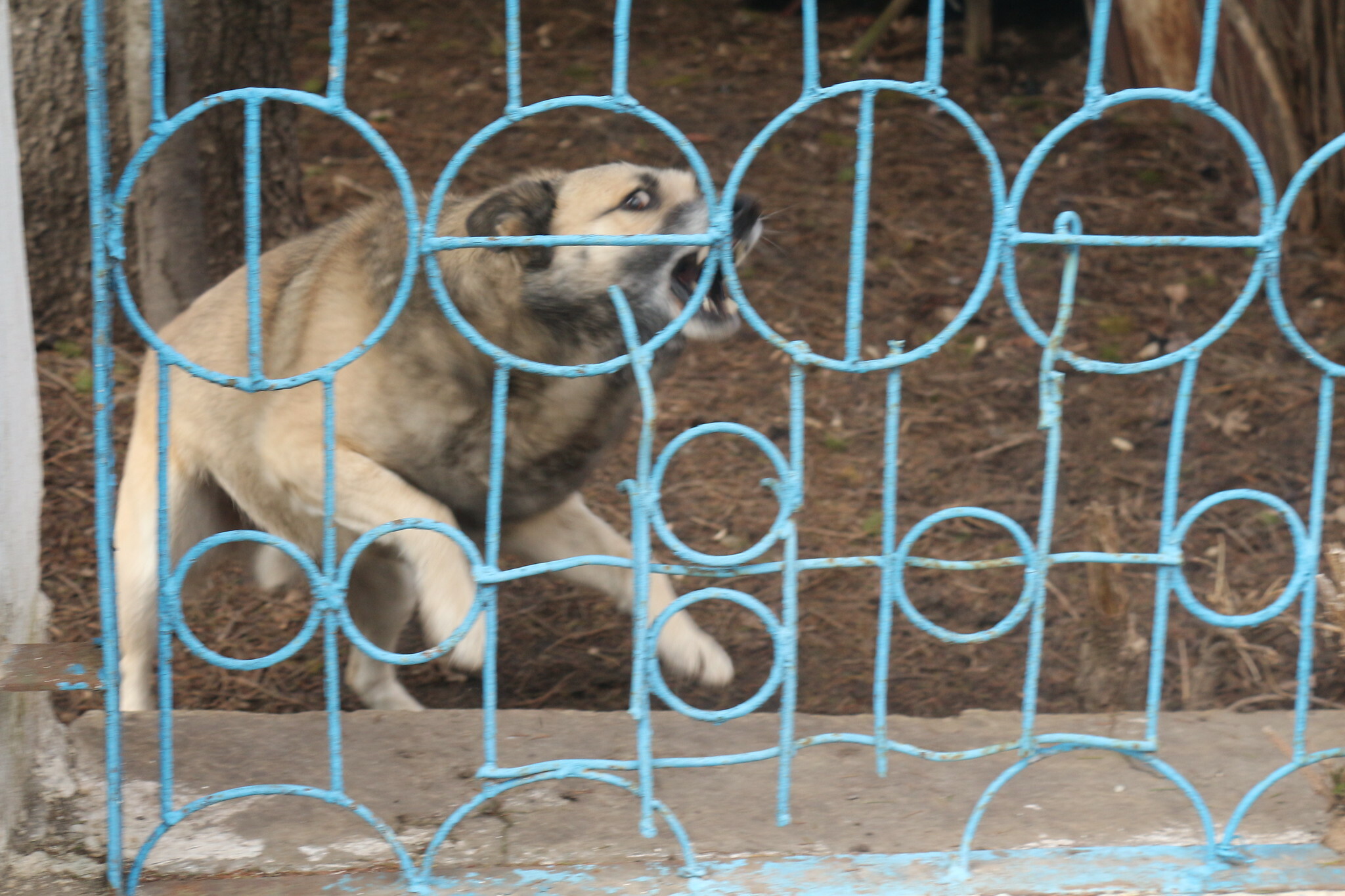 В тюменском селе из-за бешенства запретили продажу собак и кошек